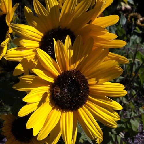 samara_dugal's profile picture. Parenting, ECE, Home Learning, Education, Autoimmune health, Natural living,  etc. etc.