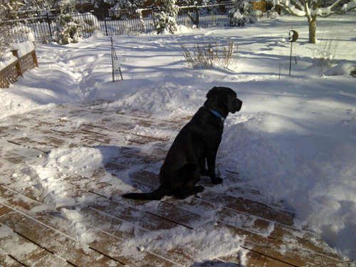 mamadices's profile picture. 