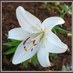 SeasonalFlowerCo (@seasonal_) Twitter profile photo