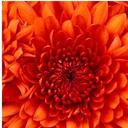 toni hoffman - @tonihoffman20 - Twitter