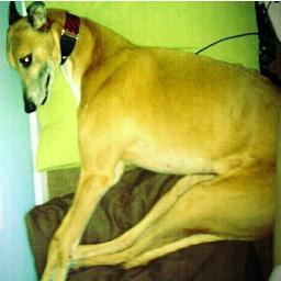 DogNamedNoodles's profile picture. i'm a vewy bad dog. and i'm vewy good at it.