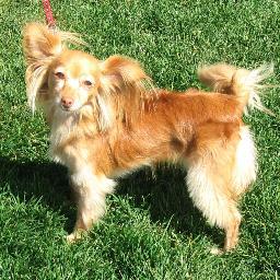 DalaiHuaHua's profile picture. I hope to change the world by helping people find inner peace. I am a chihuahua papillon mix, or maybe a Russian Toy.