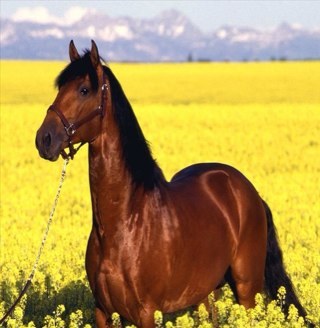 I love horses and if your looking at this you probably do too:) Each day you will get at least 3 cool horse facts and other horse related stuff!!:)