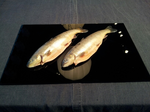 PererikR's profile picture. Ekobonde-fyrabarnsfar.