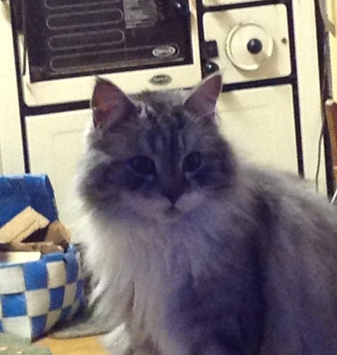 piikaniita's profile picture. Olen luontoa rakastava, kissojeni, koirieni, hevosteni, ankkojeni, kanojeni ,mehiläisteni  ja kasvieni  kanssa maalla asuva mummeli.