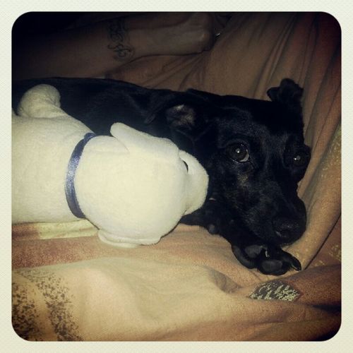 Queen Sunny die 1 berichtet von ihrem Royalen Leben als Hund . ^.^