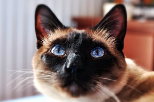 boszi_'s profile picture. 