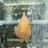 archipiade's profile image