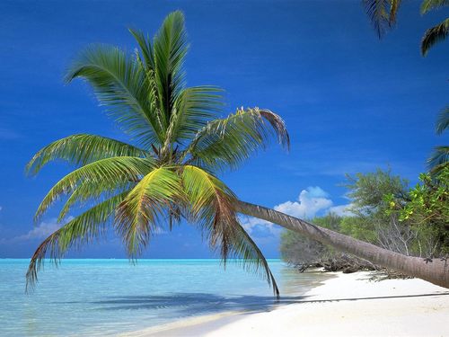 NY Elite Travel is a full-service travel agency dedicated to providing corporate, leisure & luxury travel services. Patricia McDow is your Travel Professional.