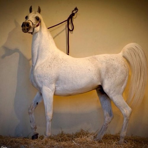 انشئ هذا الحساب لدعم الخيل العربيه وتطويرها في دول الخليج ولعروض البيع والشراء ولمن اراد العرض الرجاء مراسلتي على الخاص ونرجو من الجميع الأمانه وشكراً