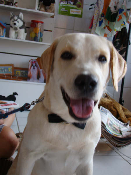 nhoque_brancao's profile picture. 