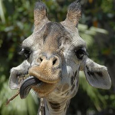 Gay giraffee Gay senior older men porn