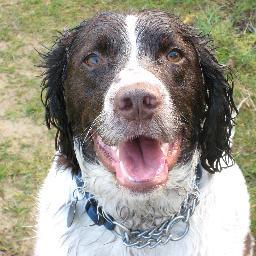 I'm a crazy Springer Spaniel!