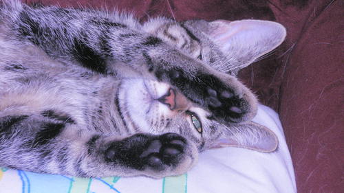 StephenMansell1's profile picture. 