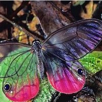 Delia (@mykonos7) 's Twitter Profile