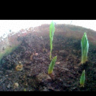 Isla_Verde's profile picture. Quieres comprar productos biodegradables y que te lleguen a tu hogar? visitanos http://t.co/bOsWLNFT