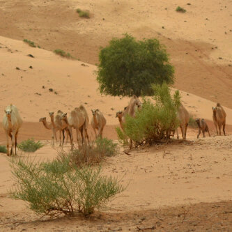 HameemCreek's profile picture. من أفكاري أو مما خطر لي، خاطبوا الناس على قدر عقولهم !