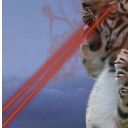 kangaroofish's profile picture. 