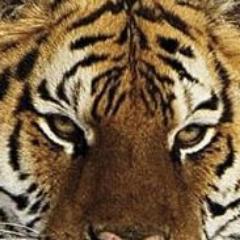 savemycubs's profile picture. humans call me a tiger. they come here to tweet about issues. im here to beg for humanity, for mercy, for life of my babies uhh my cubs. please save my cubs.