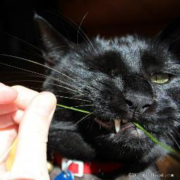 Jackass Cat Jackass Cat Twitter