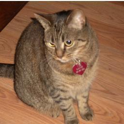 thinmillie's profile picture. 