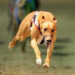 Love the greyhounds? Follow me for the latest tips. Also follow @ExpertTipsters for other sport tips.