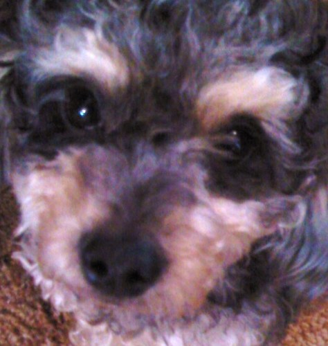 I am one of millions of rescued dogs who now have a loving and furever home! I'm also an MS Comfort Dog for my person and an MS awareness advocate.