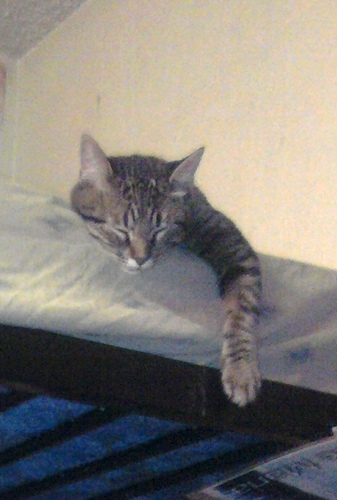 angel969p's profile picture. Todas las mujeres son iguales, PRINCESAS!!