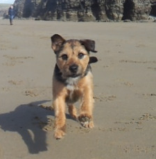 Toby lives in West Wales with @natmorris. He loves walks and getting the occasional treat via his Twitter Feeder. Just tweet @feedtoby feed