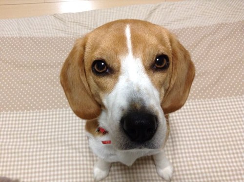 今年の5月で2歳になるビーグル犬です。
どうぞよろしくお願いします。