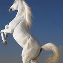 Firas Arafeh - @arafeh_eng - Twitter