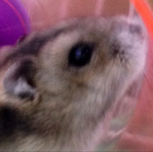 hohoho40247990's profile picture. しばらくツイートしないことがあるけど、よろしくお願いします
ハムスターのうり飼ってます