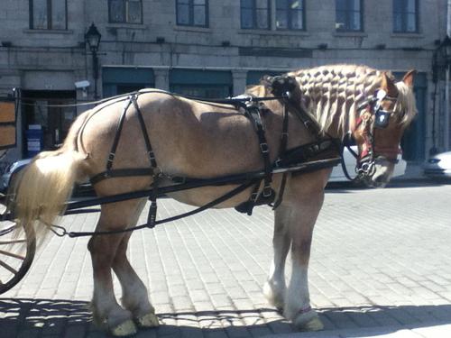 Mes enfants, mes chevaux et moi