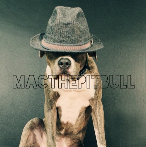 MacThePitbull Profile Picture
