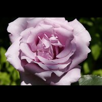 ayya (@lunan125) 's Twitter Profile