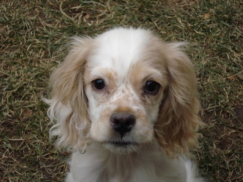 I'm Moco, a Cavalier/Cocker Spaniel.. once you get to know me I know you'll be Loco for Moco!