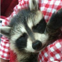 rescue, rehabilitation, and release of Connecticut's wild babies. Coventry Wildlife Rescue on Facebook
