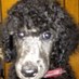 Alphapetz (@alphapetz) Twitter profile photo Alphapetz (@alphapetz) Twitter profile photo