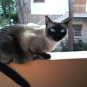 marco viola - @marcofigoni77 - Twitter