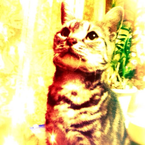 子猫の到来に胸が膨らむッ！