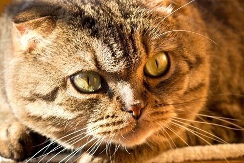 alexmo1968's profile picture. 