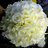 glasgowflorist's profile image