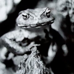 かぜがふいたら　なんまいだあ