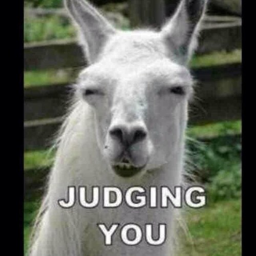 Llama's are the coolest.all is said .i am bubbles the llama .i live in the uk but im a sraight up G.port talbot is the town of the llama .