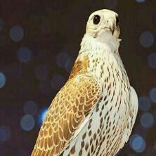 ‏‏انسان ما عندي شغلة انستغرام m7md13361