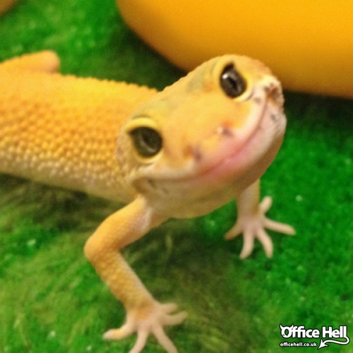 questionsquest3's profile picture. Umportunt questchuns