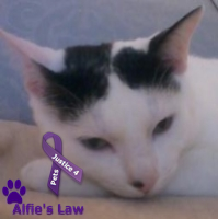Cat and dog lady who lives on the corner and bakes. Favourite quote - when I grow old I'll wear purple and learn to spit. I SUPPORT #alfieslaw and many more
