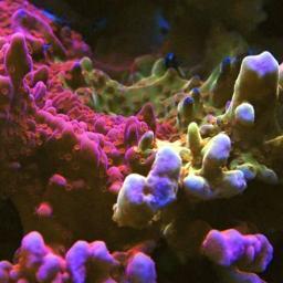 Coral propagation and aquaculture