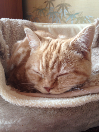 riri0124's profile picture. イベント会社で営業をしています。三十路プラス3。猫好き、テニス好き、旅行好き。梅干しとすいかも大好きです。人生をより楽しく生きるために日々奮闘中。これからの目標は...そろそろ人の為に生きる余裕を持つこと。少しずつ実践して行きましょう。