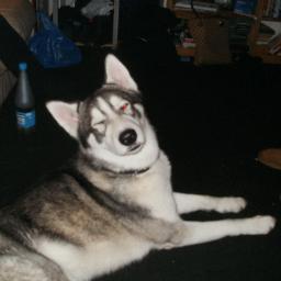 pinkerton42's profile picture. works at royal windsor races and mc donalds.loves huskys.